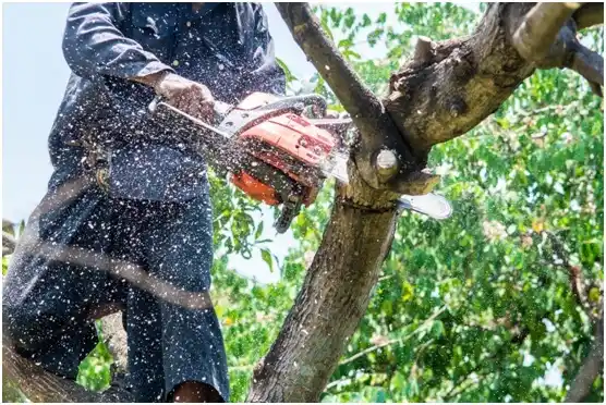 tree services Lennox